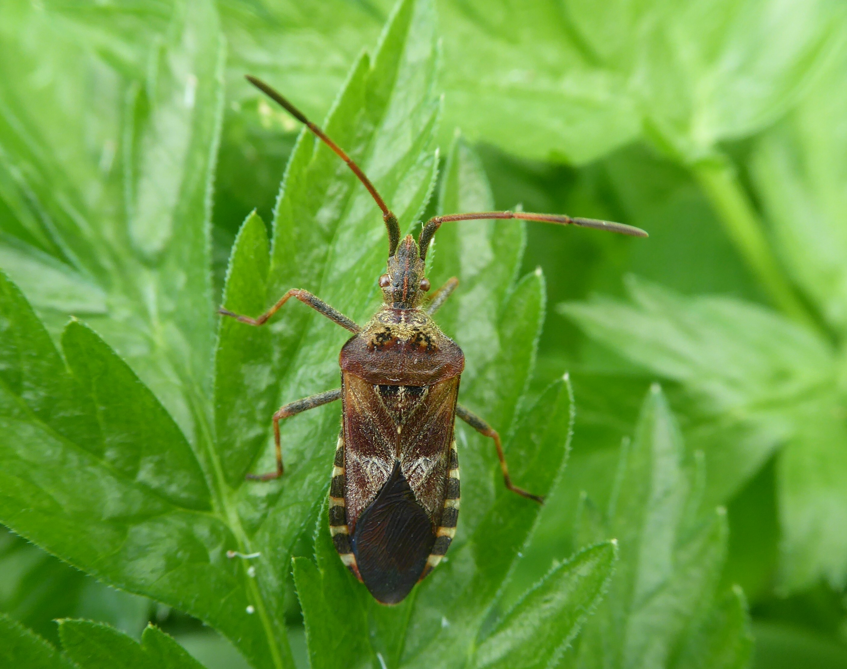 ter lering ende vermaak ...